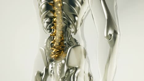 Modelo-De-Huesos-De-Esqueleto-De-La-Columna-Vertebral-Humana-Con-órganos